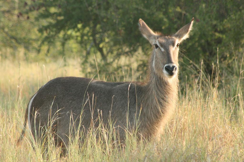 Blyde River Cabins Hoedspruit Luaran gambar